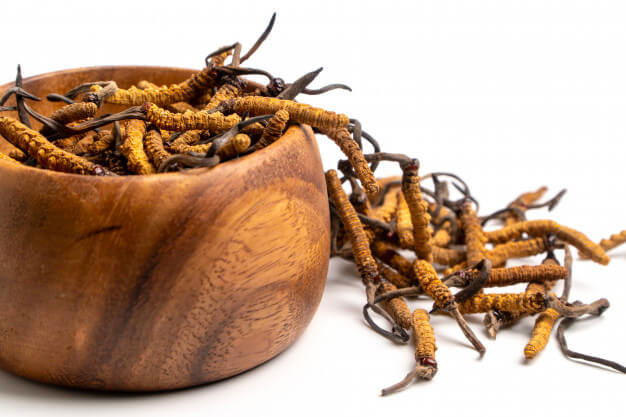 Cordyceps